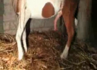 Horse with a remarkable cock