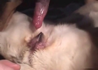 Lovely dog enjoying raw bestiality