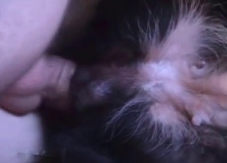 Puppy's asshole getting stretched
