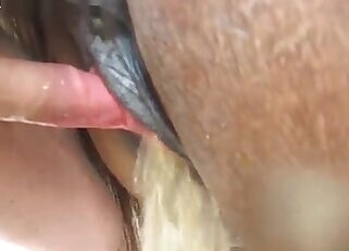 Pony animal sex