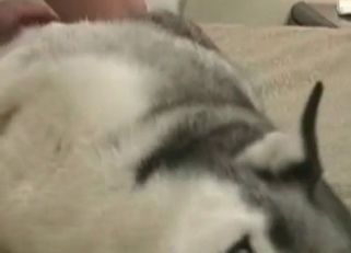Perverted zoophile fucking a husky