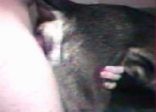 Huge cock penetrating an animal's orifice