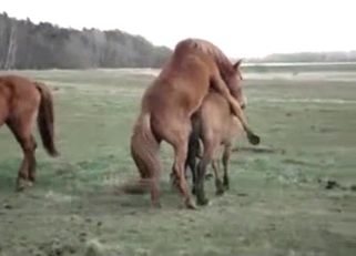 Horse hardcore fucking outdoors, enjoy
