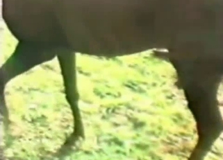 Wild horse have awesome bestiality sex