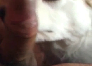 That dog is shocked by the size