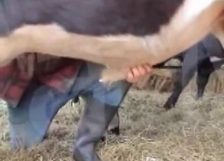 Gorgeous horse and its huge dick